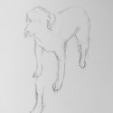 Preparatory drawing - dog 1 thumbnail