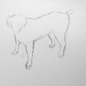 Preparatory drawing - dog 2 thumbnail