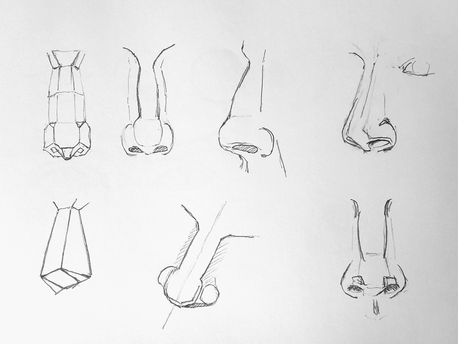 Copies and studies of Giovanni Civardi's drawings of the nose