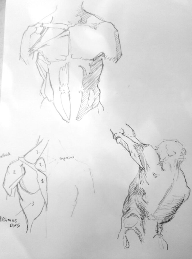 Copies of Bridgman's studies of the torso