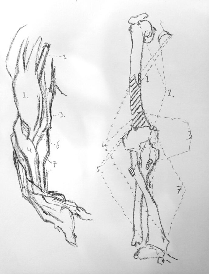 Arm anatomy from Bridgman