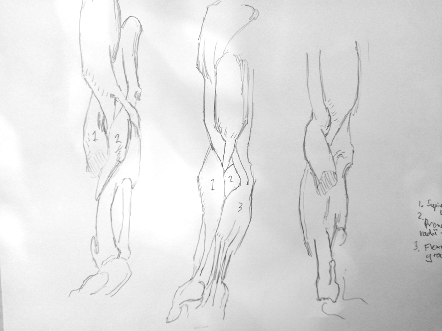 Muscles of the arm from Bridgman's studies