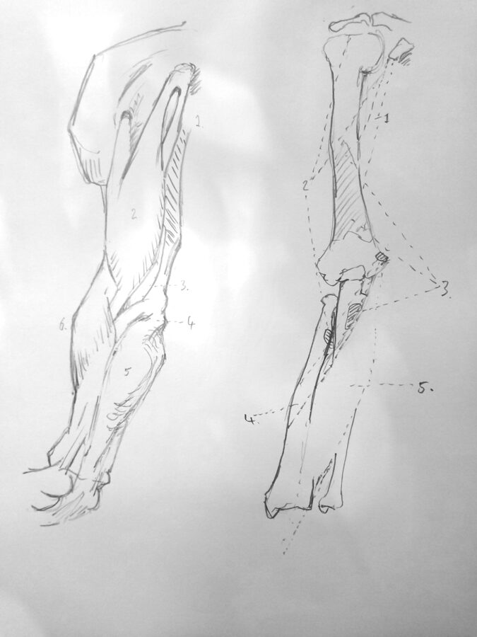 Studies from Bridgmans's anatomy drawings