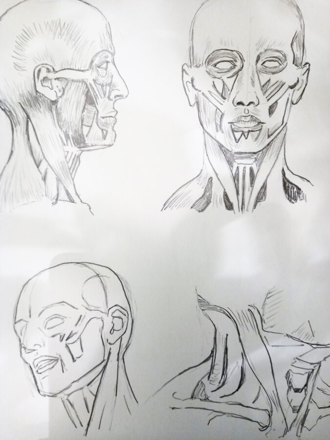 Anatomy of the head - Studies from Andrew Loomis