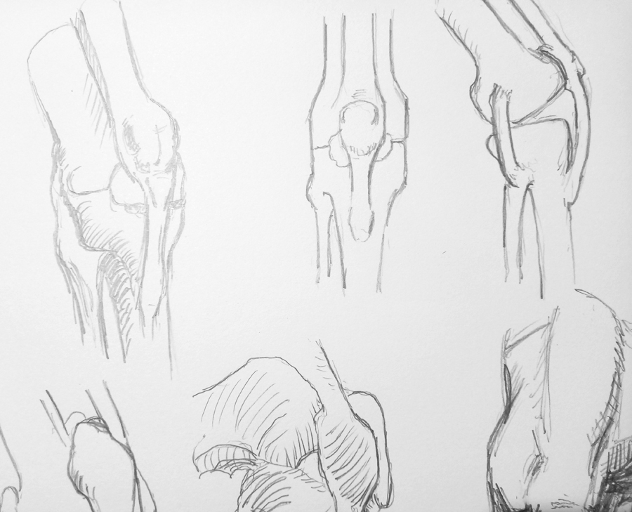 Anatomy of the knee based on Bridgman's drawings